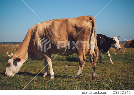 Cows grazing on green meadow at sunny day 25532145