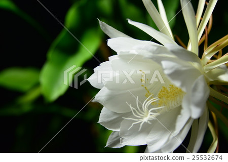 曇花 曇花 25532674