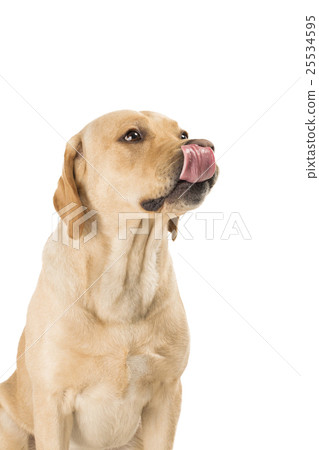 Dog licking isolated on white 25534595