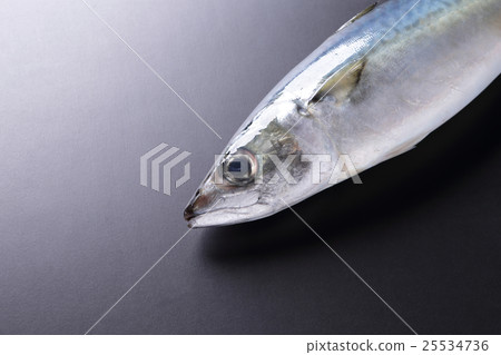 mackerel mackerel 25534736