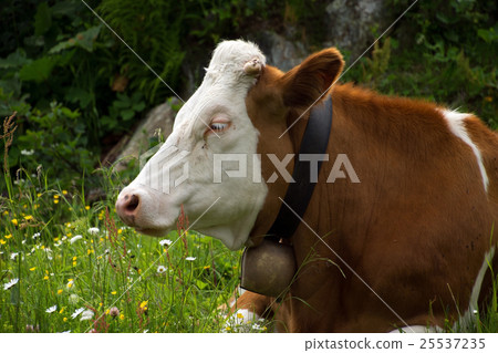 Cows in the Salzburg County, Austria 25537235