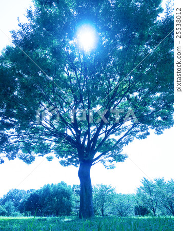 Summer sky and park  Summer sky and park 25538012