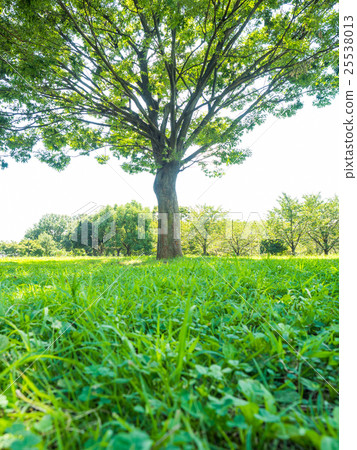  夏天的天空和公園 25538013