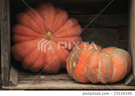 Two pumpkins in a cage 25538349