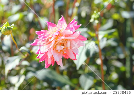 Dahlia flower 25538456