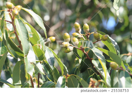 Acorn fruit 25538753