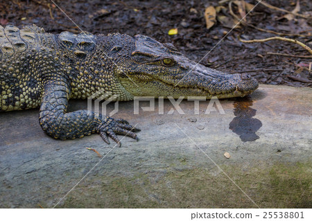 Crocodiles in a farm 25538801