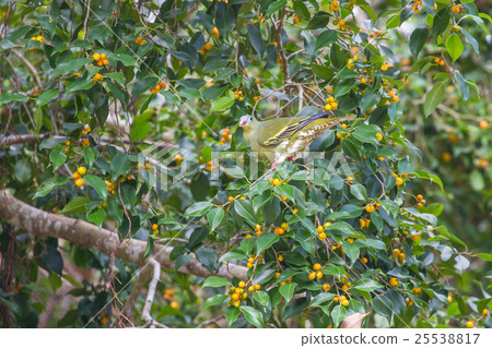 Thick-billed Green Pigeon (Treron curvirostra) 25538817
