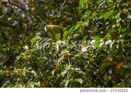 Thick-billed Green Pigeon (Treron curvirostra) 25538820
