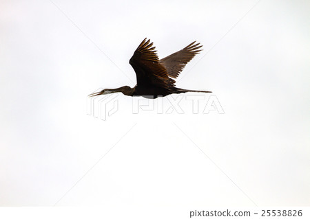 Oriental darter or snakebird bird 25538826