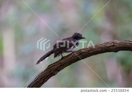 Pied Fantail bird sitting on bracnh 25538854