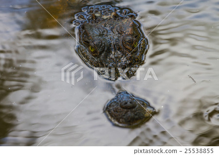 Wild Crocodile on the river 25538855