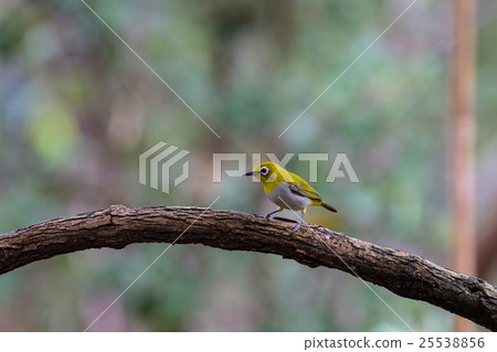Oriental White-eye Bird of Thailand 25538856