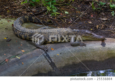 Crocodiles in a farm 25538864