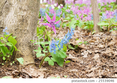 Early spring forest of Hokkaido and Ezoengosaku 25539046