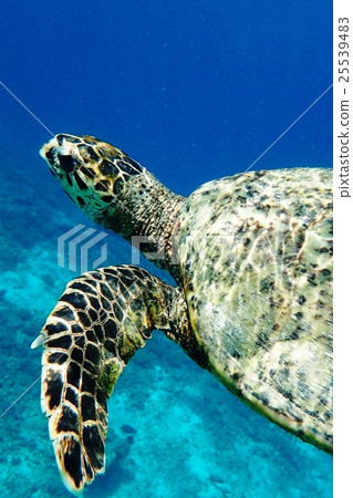 sea turtle 25539483