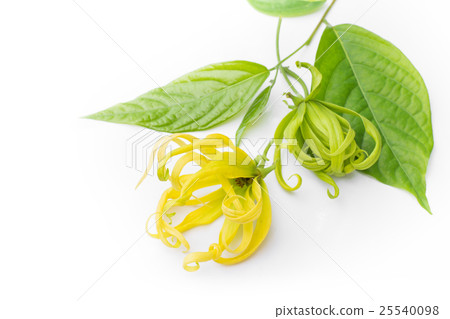 Yellow petal of flowers isolated white background Yellow petal of flowers isolated white background 25540098