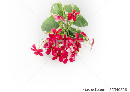 Pink of Rangoon creeper flowers isolated white 25540238