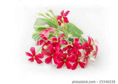 Pink of Rangoon creeper flowers isolated white 25540239