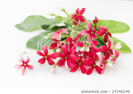 Pink of Rangoon creeper flowers isolated white 25540240