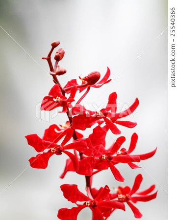 Red Orchid Red Orchid 25540366