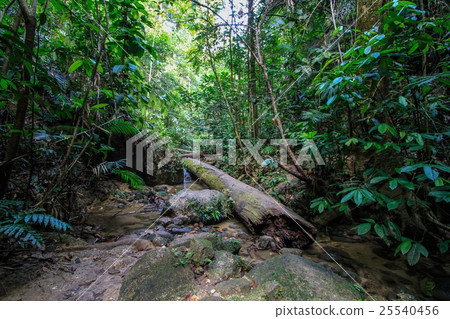Tropical jungle 25540456
