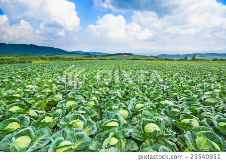 Cabbage field at Tsumagoi Village Cabbage field at Tsumagoi Village 25540951