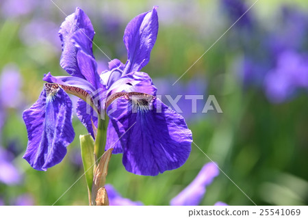 早見公園的Ayame（宮崎縣Miyakonojo） 25541069