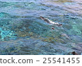 seagull 25541455