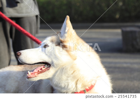 Siberian husky 25541735
