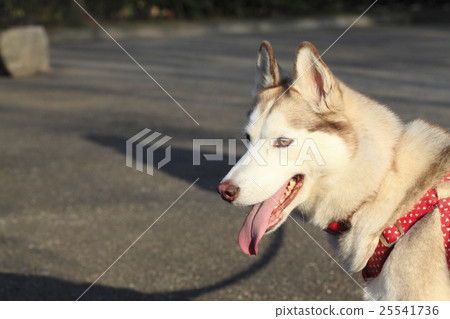 西伯利亞哈士奇犬 25541736