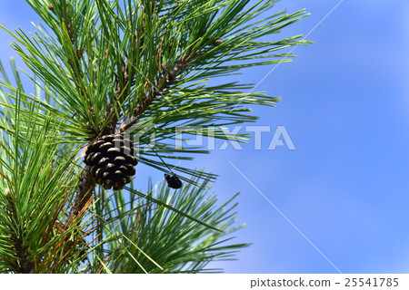 Pine cones and blue sky 25541785
