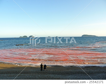 赤潮/自然現象 25542171