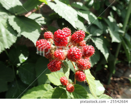草莓草莓(黑莓) 草莓草莓(黑莓) 25542684