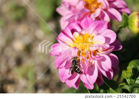 Dahlia Dahlia 25542700