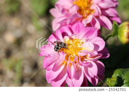 Dahlia 25542701