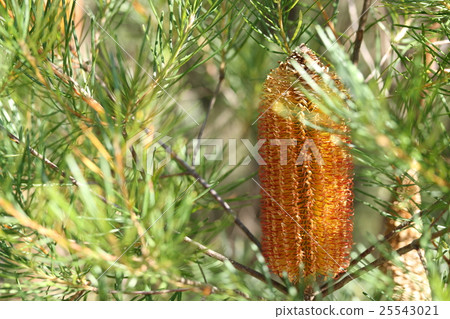 Banksia·Spinulosa 25543021