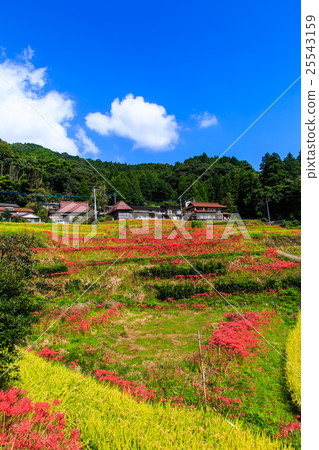 Eri的山和Higanbana花的佐賀縣小木市的稻田 25543159