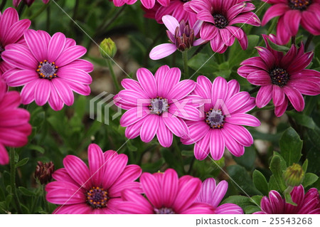 Dimor Joseka Dimor Joseka 25543268