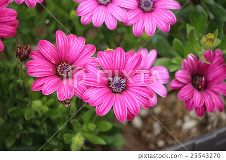 Dimor Joseka Dimor Joseka 25543270