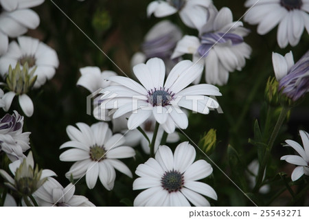 Cineraria 25543271