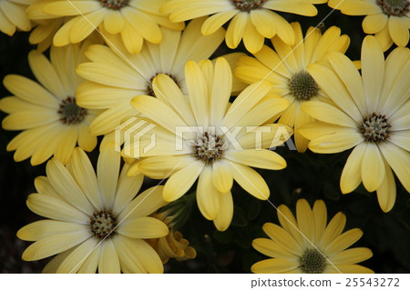 Cineraria Cineraria 25543272