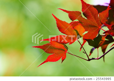 Maple Maple 25543995