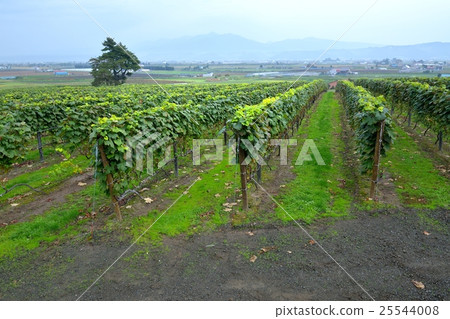 Campana Rokkatei Veranda的葡萄園 Campana Rokkatei Veranda的葡萄園 25544008