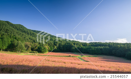 紅蕎麥麵場 25544057