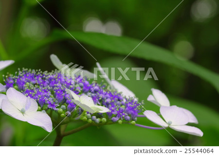 Hydrangea 25544064