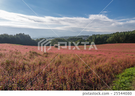 Red soba field 25544080
