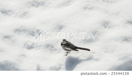 Wild bird Wild bird 25544139