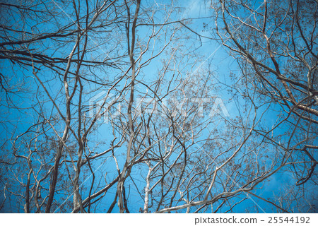 冬季風光 冬季風光 25544192