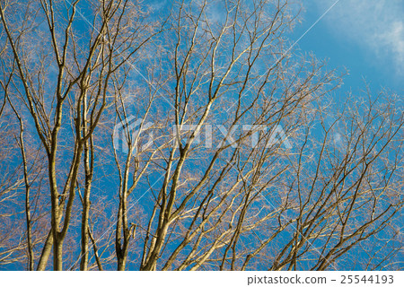 冬季風光 25544193